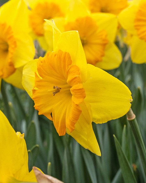 Narcis velkokvetý Pride of Lions 